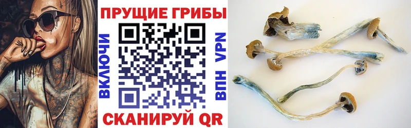 купить  сайты  Теберда  Псилоцибиновые грибы мицелий 